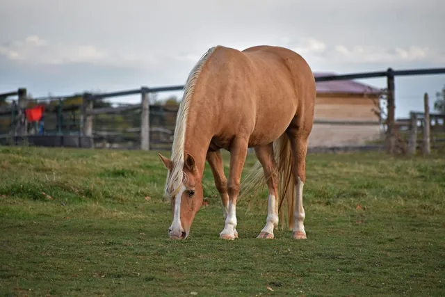 Horse grazing in a fenced ranch pasture